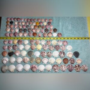 120 - Sanibel Island Scallop Seashell Collection.  Great for crafters!!